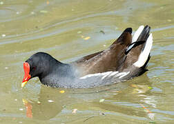 Common Moorhen