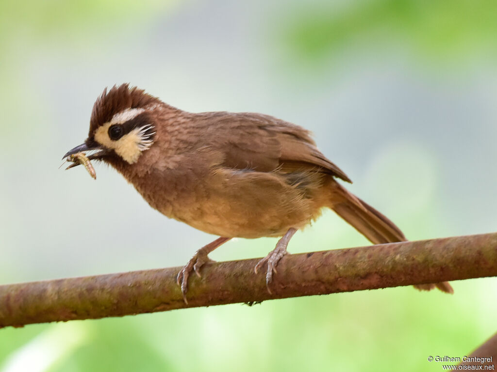 White-browed Laughingthrush, identification, aspect, pigmentation, walking, feeding habits