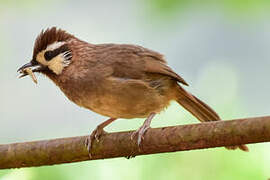 White-browed Laughingthrush