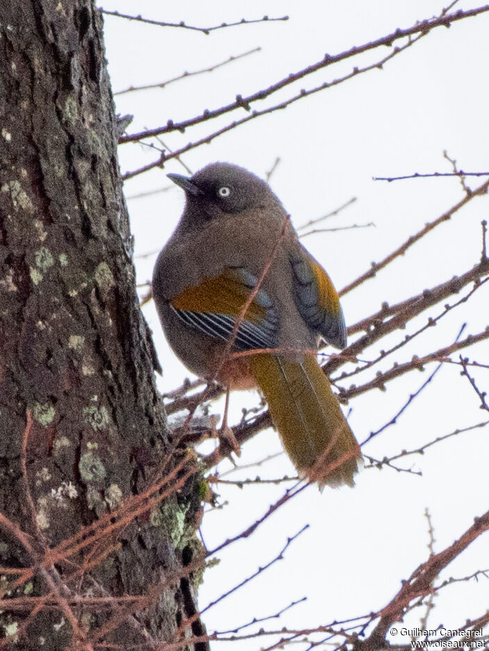 Elliot's Laughingthrush, identification, aspect, pigmentation, walking