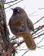 Elliot's Laughingthrush