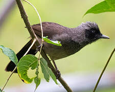 Masked Laughingthrush