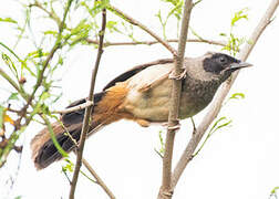 Masked Laughingthrush