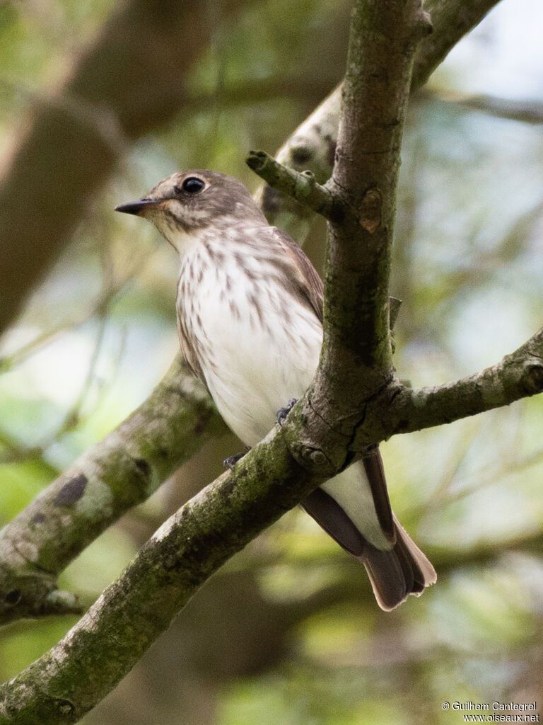 Grey-streaked Flycatcher, identification, aspect, pigmentation, walking