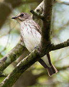 Grey-streaked Flycatcher