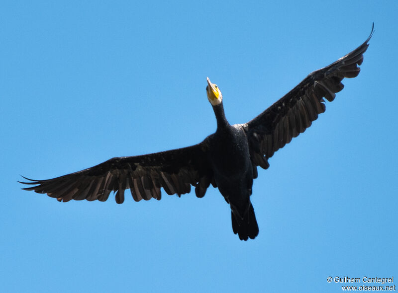 Great Cormorant, aspect, pigmentation, Flight
