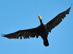 Great Cormorant