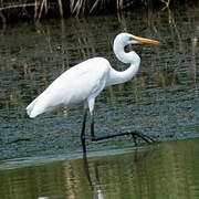 Great Egret