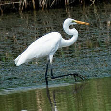 Grande Aigrette