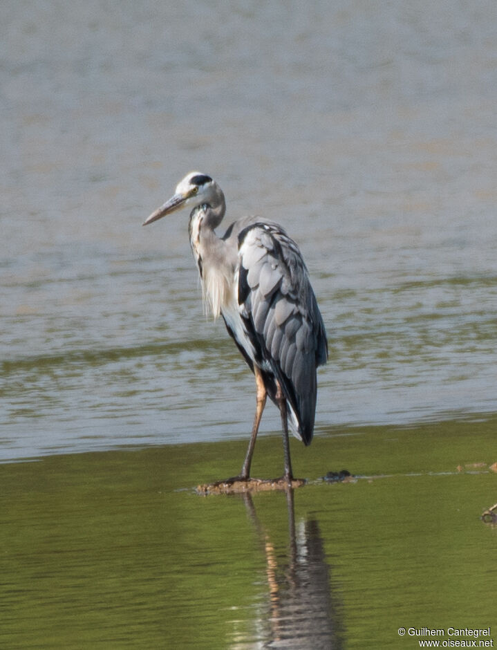 Grey Heronadult breeding, identification, aspect, pigmentation, walking