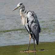 Grey Heron