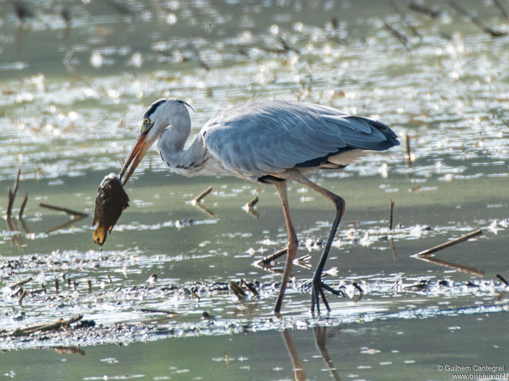 Grey Heron, identification, aspect, pigmentation, walking, fishing/hunting