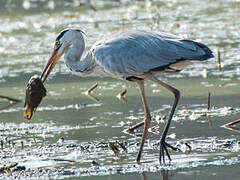 Grey Heron