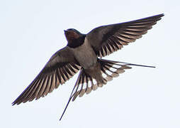 Barn Swallow