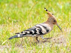 Eurasian Hoopoe