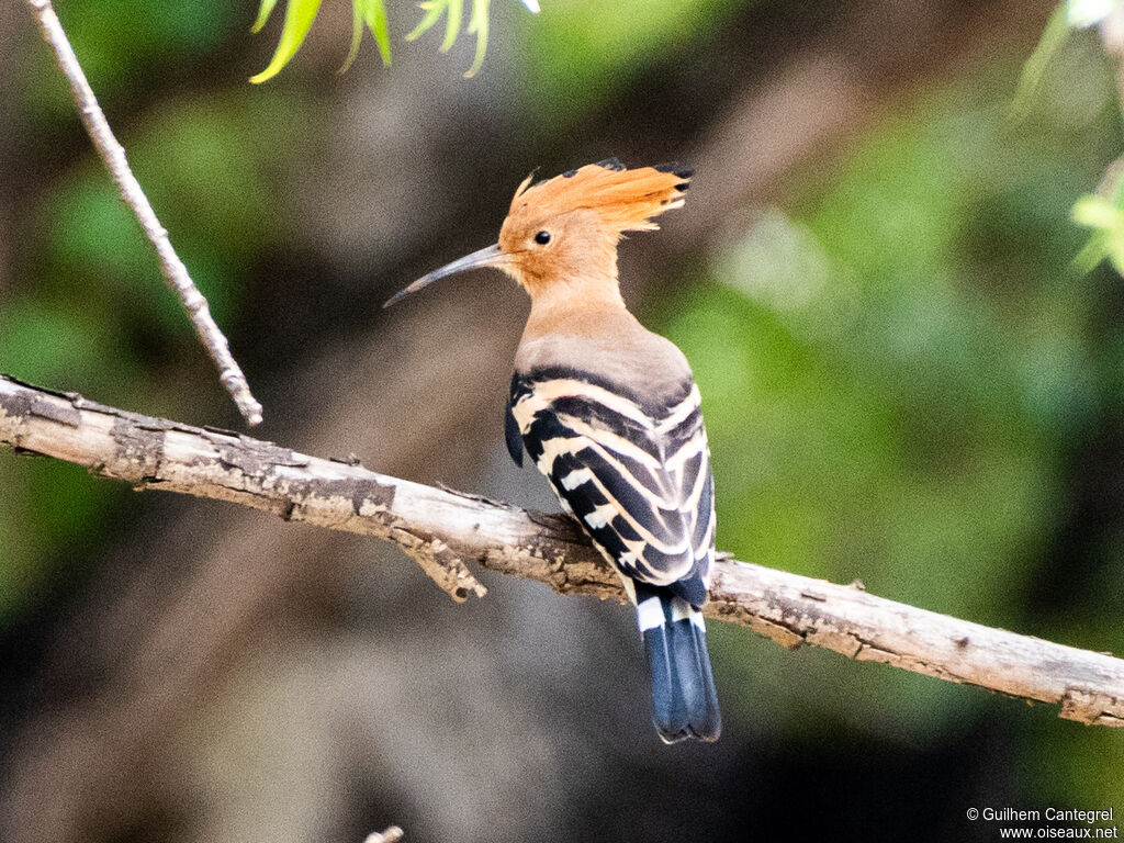 Eurasian Hoopoe, identification, aspect, pigmentation, walking