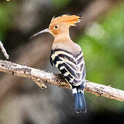 Eurasian Hoopoe