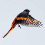 Minivet mandarin