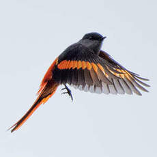 Minivet mandarin