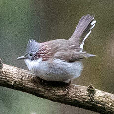 Yuhina à bandeau