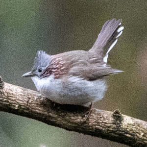 Yuhina à bandeau