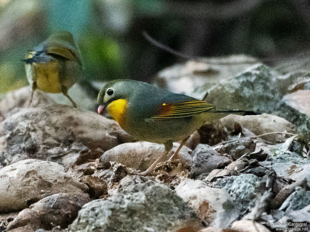 Red-billed Leiothrix, identification, aspect, pigmentation, walking