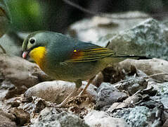 Red-billed Leiothrix