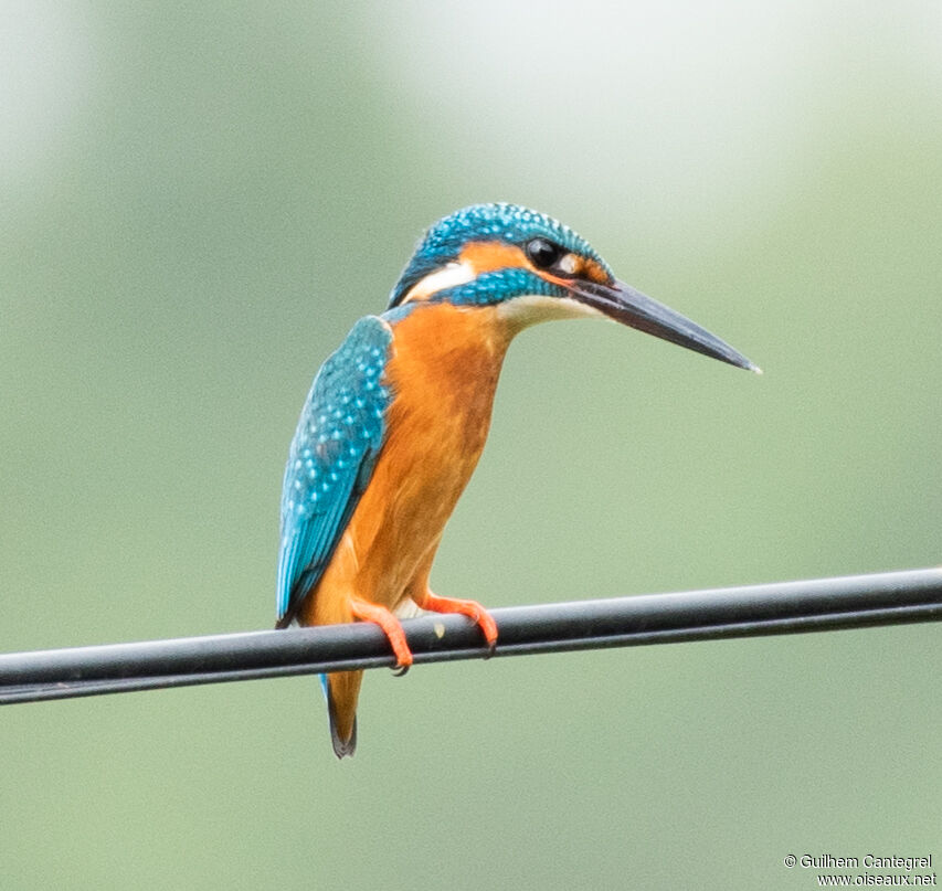 Common Kingfisher, identification, aspect, pigmentation, walking