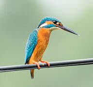 Common Kingfisher