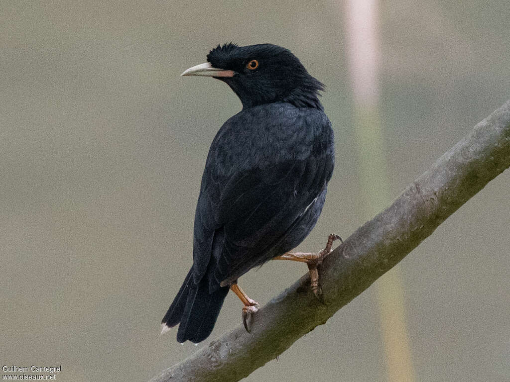 Crested Mynaadult, identification