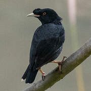 Crested Myna