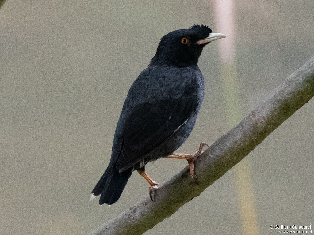 Crested Myna, identification, aspect, pigmentation, walking