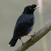 Crested Myna