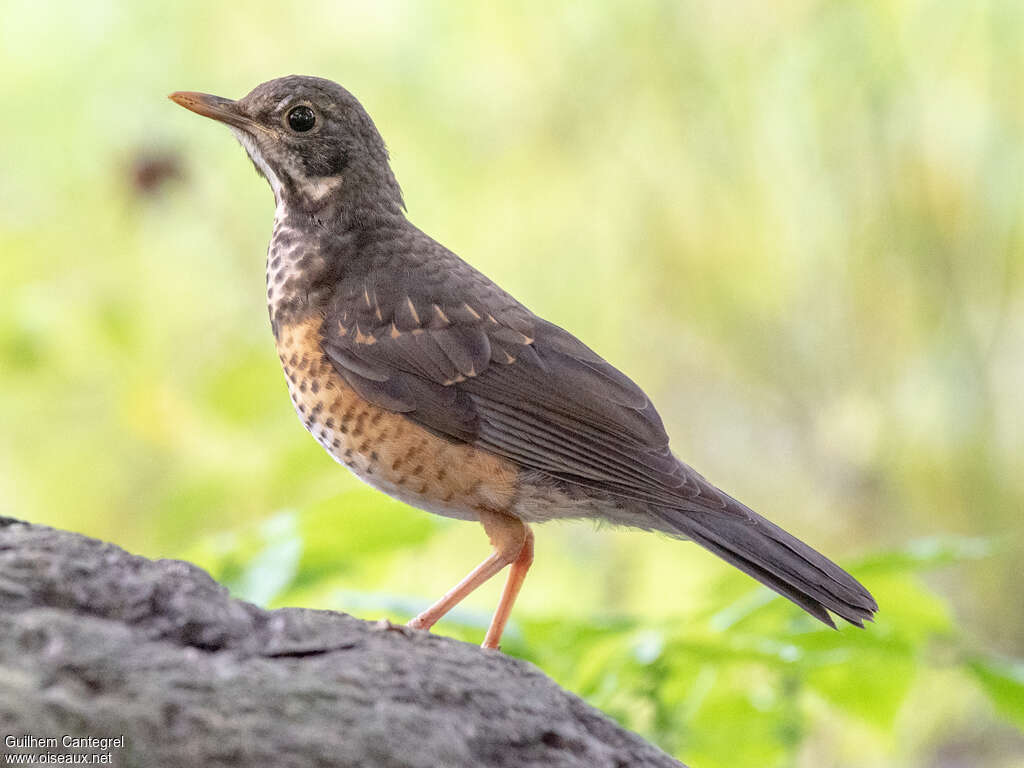 Black-breasted Thrushimmature, identification