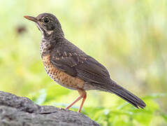 Black-breasted Thrush