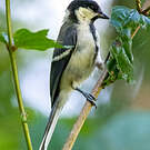 Mésange indienne