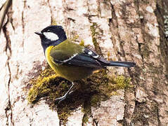 Green-backed Tit