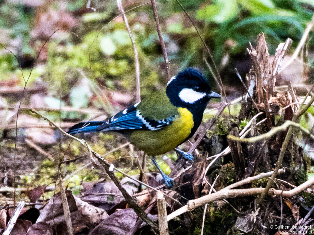 Green-backed Tit, identification, aspect, pigmentation, walking