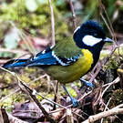 Mésange montagnarde