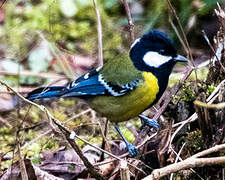 Green-backed Tit