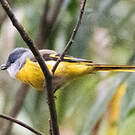 Minivet mandarin