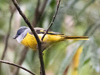 Minivet mandarin