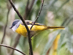 Grey-chinned Minivet