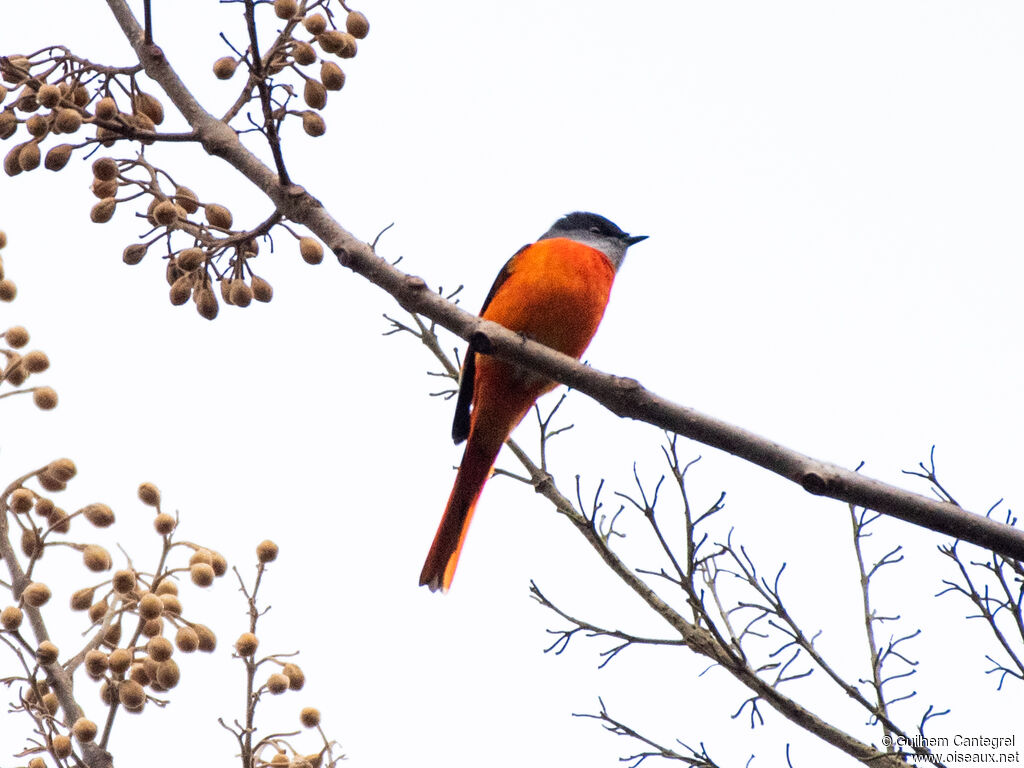 Grey-chinned Minivet, identification, aspect, pigmentation, walking