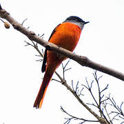 Grey-chinned Minivet