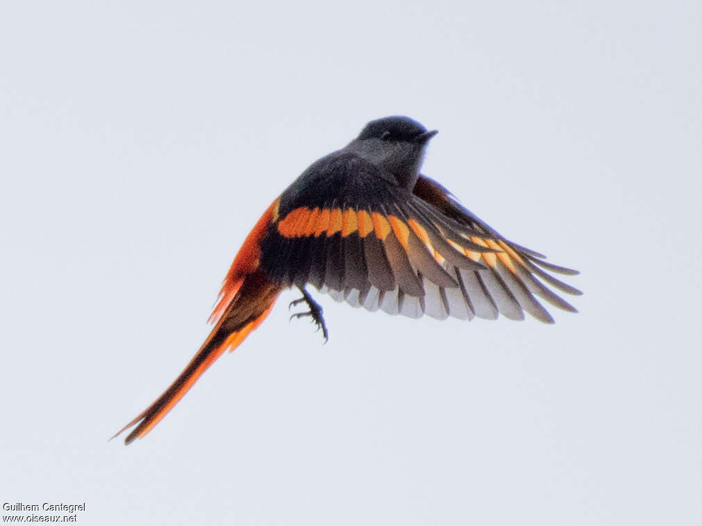 Minivet mandarin mâle adulte, composition, pigmentation, Vol