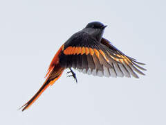 Grey-chinned Minivet