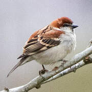 Russet Sparrow