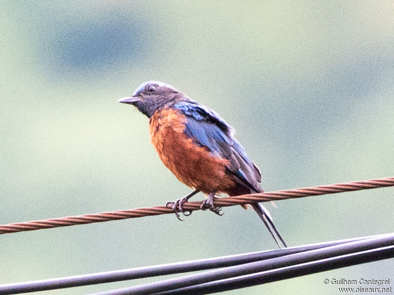 Chestnut-bellied Rock Thrush, identification, aspect, pigmentation, walking