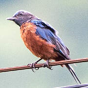 Chestnut-bellied Rock Thrush